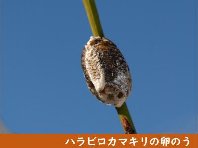 ハラビロカマキリの卵のう