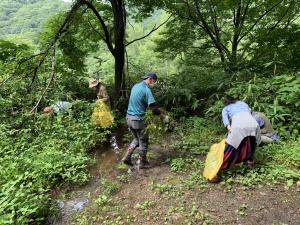 特定外来生物「オオハンゴンソウ」の駆除作業の様子