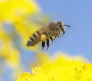 蜜をつけたミツバチの写真