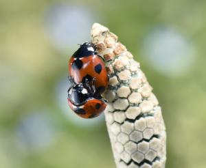 つくしにつく２匹のテントウムシの写真