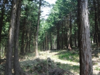 山田製作所の森現地写真