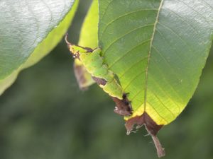 ムラサキシャチホコ幼虫