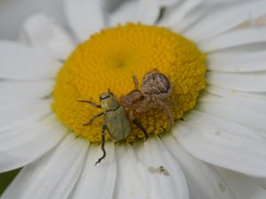 アシナガコガネとヤミイロカニグモ