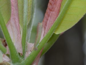 オオアヤシャク幼虫