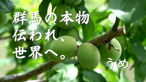 群馬の本物 伝われ、世界へ。うめ篇の画像