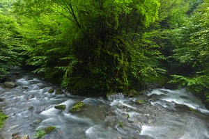 森林の写真1