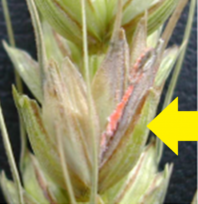 小麦赤かび病の写真2