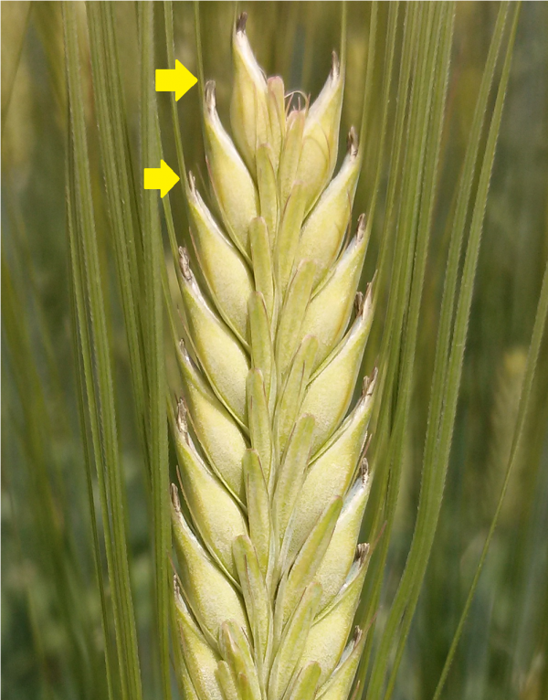 二条大麦の葯殻抽出始めの写真