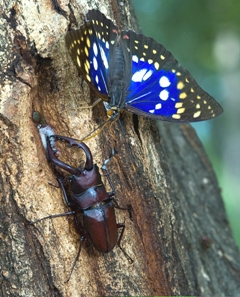Butterfly and stag beetle image