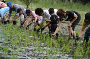 Learning by experience:rice planting image