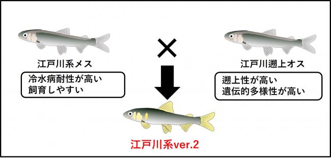 江戸川系ver2の作出イメージ画像