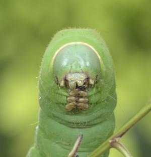 ヤママユガの幼虫の画像
