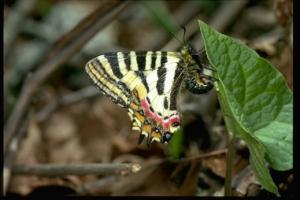 ヒメギフチョウの成虫