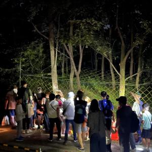 夜の雑木林の様子