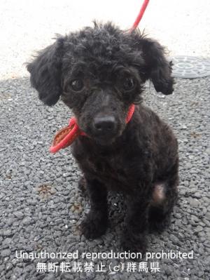収容犬の顔