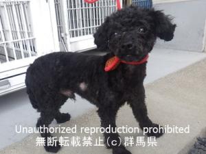 収容犬の横