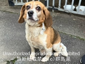 保護している犬の写真1