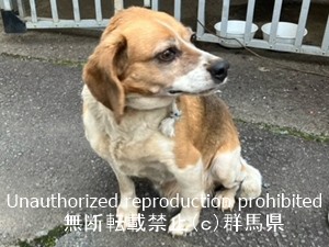 保護している犬の写真2