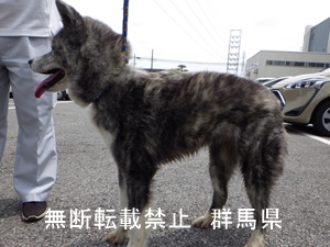 保護している犬の写真1