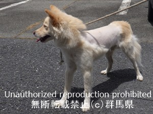 保護している犬の写真1