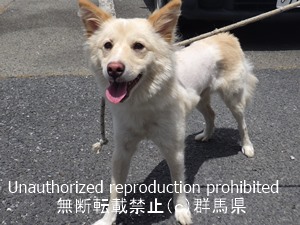 保護している犬の写真2