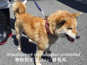 収容犬の横写真