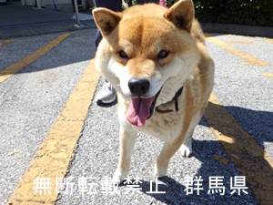 保護している犬の写真１