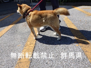 保護している犬の写真２