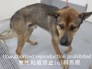 保護している犬の写真1