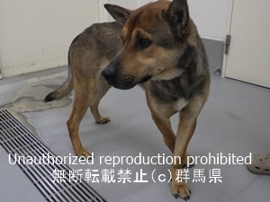 保護している犬の写真2