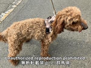 保護している犬の横側の写真