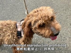 保護している犬の写真正面