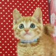 アズーロの顔写真