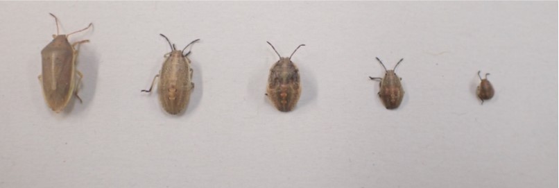 左端は成虫、他は幼虫画像