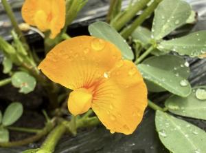 友の会『落花生の様子』