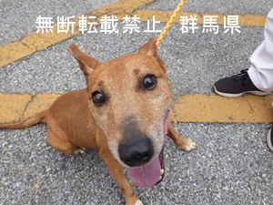 犬の写真1