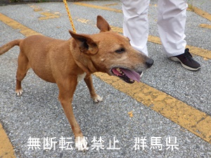 犬の写真2
