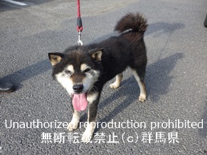 保護している犬の写真1