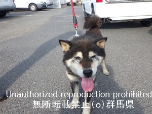 保護している犬の写真2