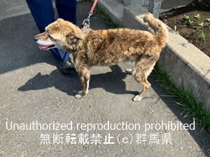 保護している犬の写真1