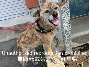 保護している犬の写真2
