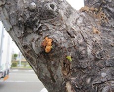 フラス