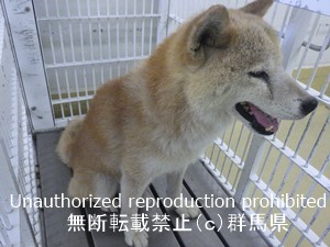 保護している犬の写真1