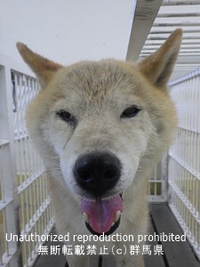 保護している犬の写真2