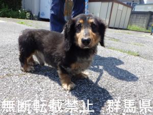 犬の写真1