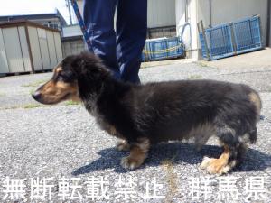 犬の写真2