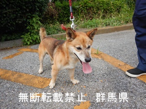 保護している犬の写真１