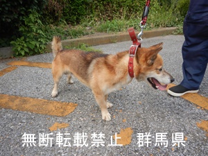 保護している犬の写真２