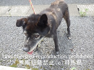 保護している犬の写真1