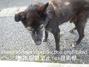 保護している犬の写真2
